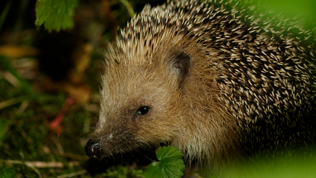 Illustration for article titled These Hedgehogs Are Fine, But Might We Suggest Some Hedgehogs For The More Discerning Visitor?